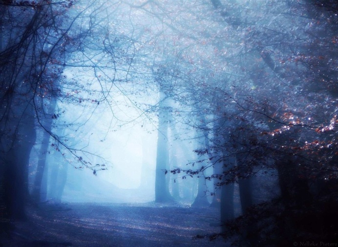 Mysterious Trees In A Dutch Forest by Nelleke Pieters