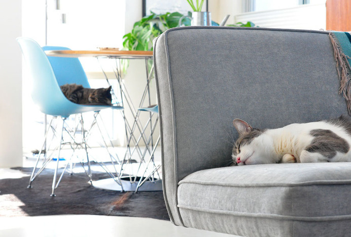 modern findings #cats #sleep