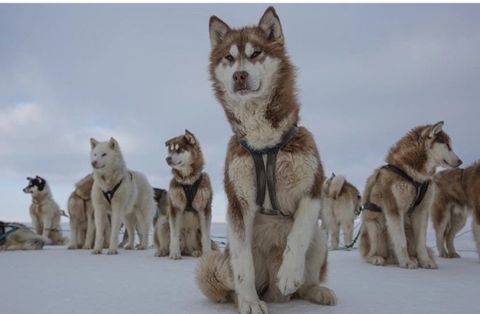Husky