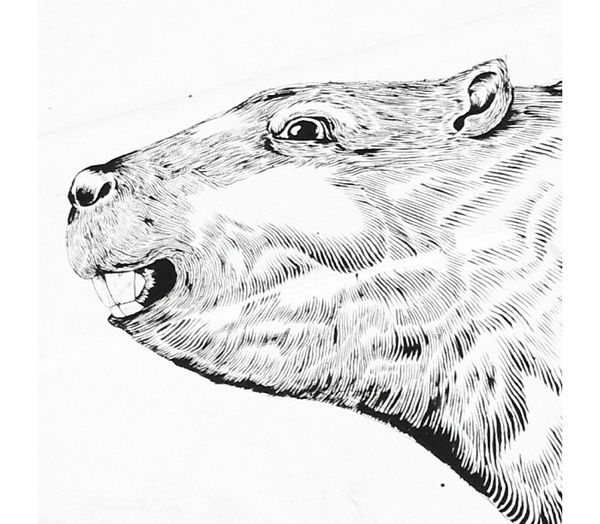 Il Castoro / The beaver #castoro #beaver #white #illlustration #venezia #& #black #zamoc #venice #luca #drawn #boat #barca #hand