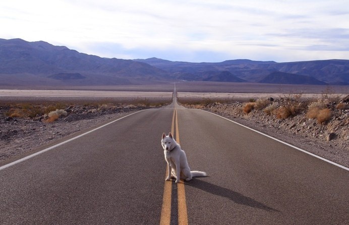 Hund sitzt auf einer Straße. #wild #photography #nature #wolf #animal #dog