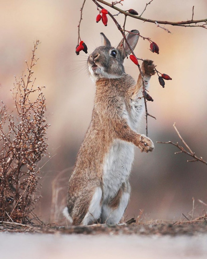 Amazing Wildlife Photos of European Squirrels by Julian Rad