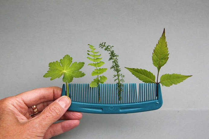...some greens | Flickr - Photo Sharing! #comb #plants