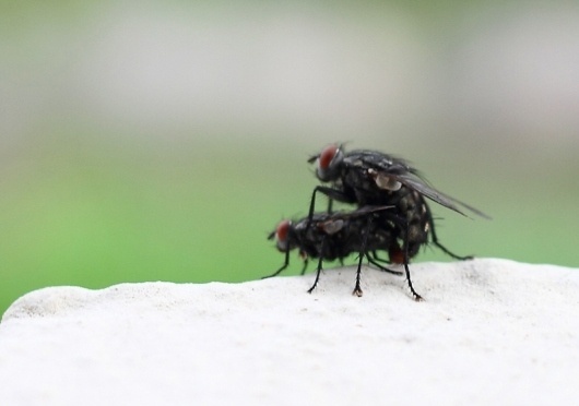 Pills : Maurizio Di Iorio Photography #sex #flies #photograph