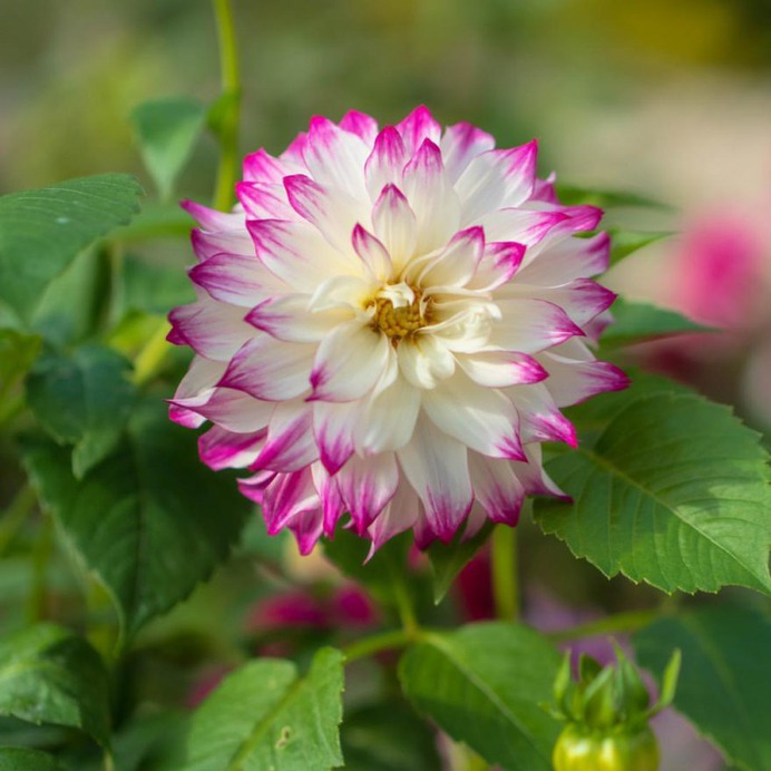 Hisashi Suga Captures The Beauty of Japan's Brilliant Wildflowers