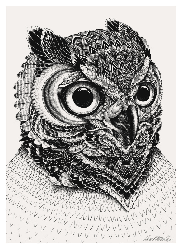 Owl portraits on Behance #owl #iain mccarthur