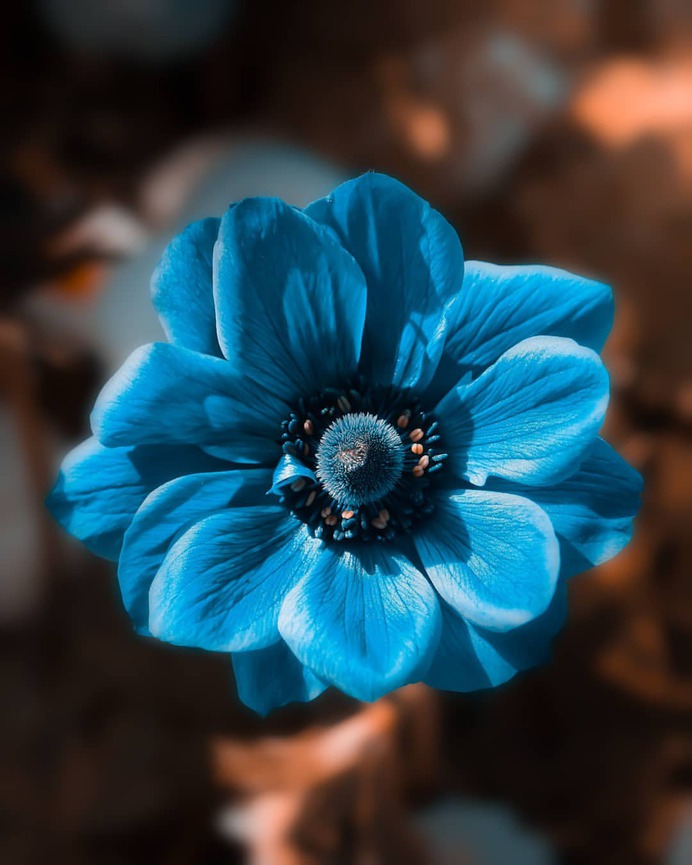 Fabulous Fine Art Flower Photography by Peter Wyss