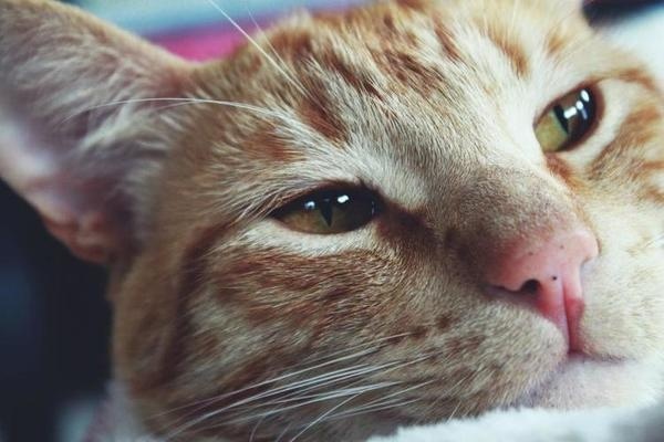 tumblr_mh46vo5Zwz1s4oueho1_1280.jpg #photo #cat #photograph #photography #vsco
