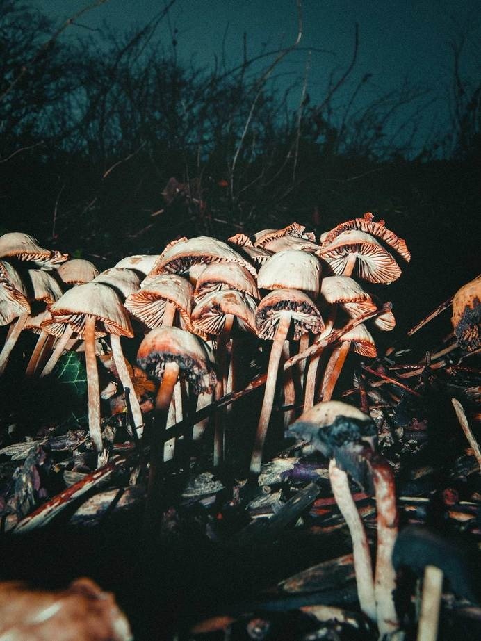 Photograph by Pale Grain #print #denmark #photograph #nature #mushrooms #faaborg