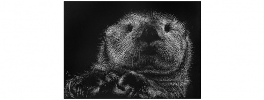 Allison B. Design - Portfolio Website #otter #white #scratch #board #black #illustration