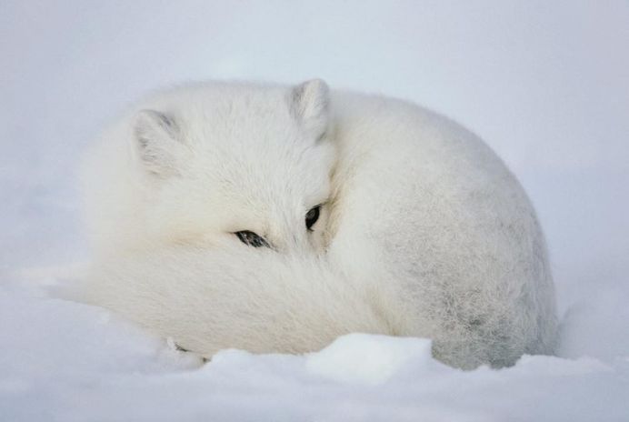 Paul Nicklen Documents The Ice and Wildlife of The Polar Regions