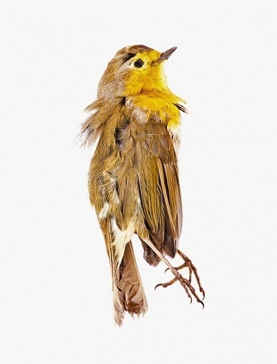 Photography - Dmitri Gerasimov #dead #colorful #bird