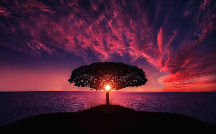 tree-736885__480.jpg (771×480)