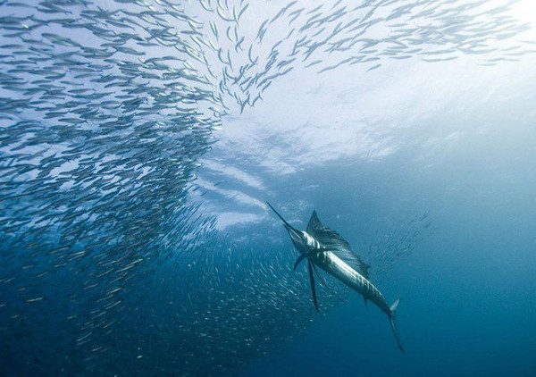 Underwater Photography by Alexander Safonov #inspiration #photography #underwater