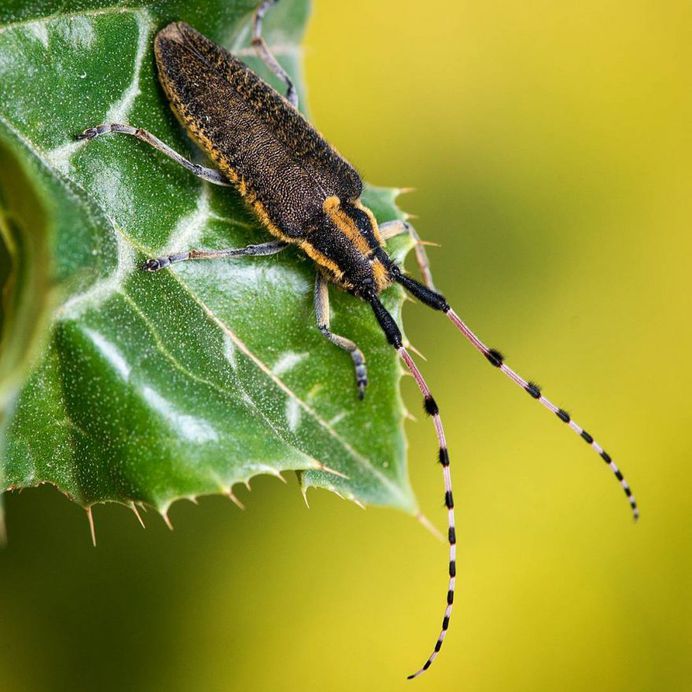 Agapanthia Pustulifera