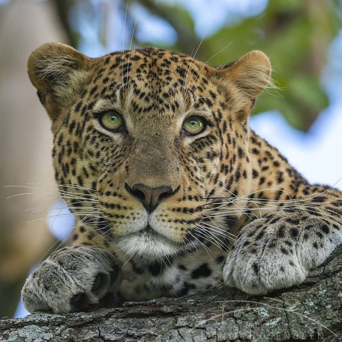 Awesome Wild Animals Photography by Daniel Rosengren