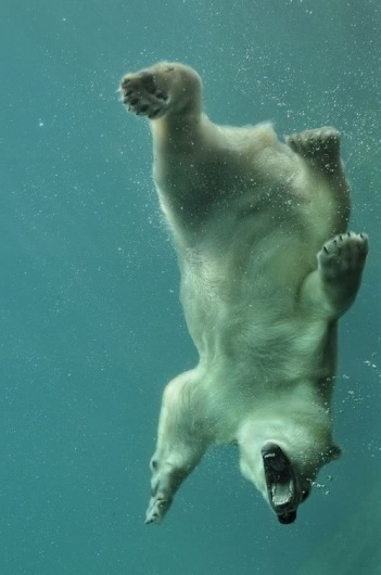 tumblr_m18wpmhuda1qk3p2to1_500.jpg (498×750) #bear #polar
