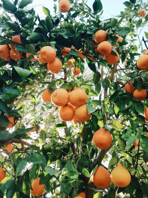 Son las huestes #wild #color #fruit #natural #trees