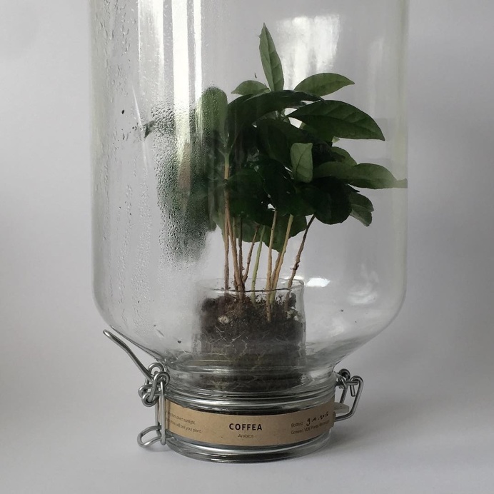 #plant #bottle