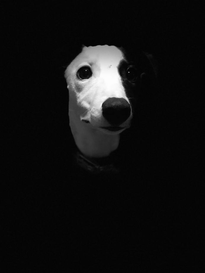 Stunning Winners of the 2018 Dog Photographer of the Year Contest