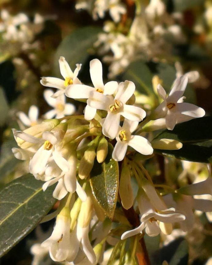 Osmanthus Flower Picture