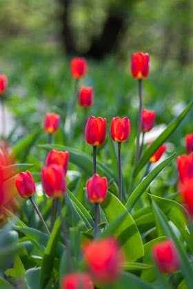 100+ Most Beautiful Tulip flower's : HD Images Free Download