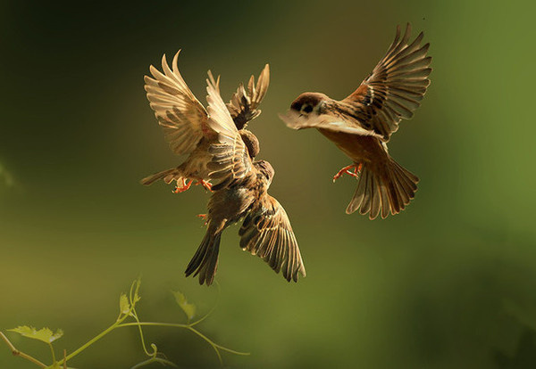 Fine Art Photography by Idrus Arsyad #inspiration #photography #art #fine