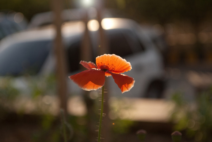 IG096 #flower #against #small #sunlight