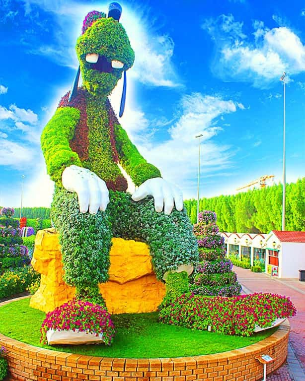 The Goofy's topiary art was introduced at the Dubai Miracle Garden in its Season 7 in 2018. It still remained part of its next Season 8 in 2019.