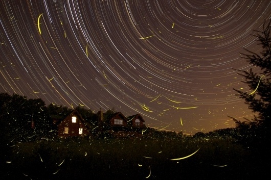 FirefliesStartrails_rosinski.jpg 2048×1365 pixels #exposure #night #star #time #fireflies #trails