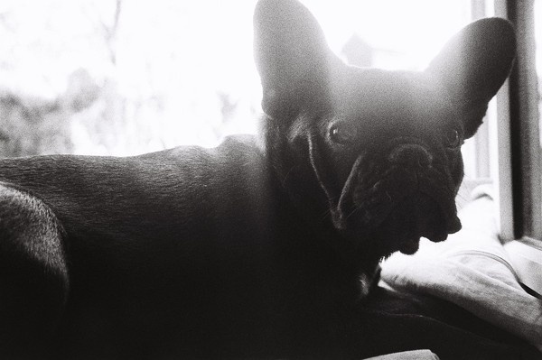 it's wild out there: Photo #sears #white #black #photography #french #and #cute #animal #pet #pug #dog