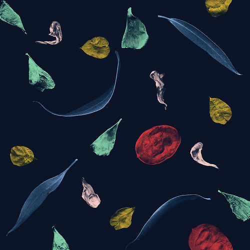AM/GD #spartak #seeds #petals #leaves