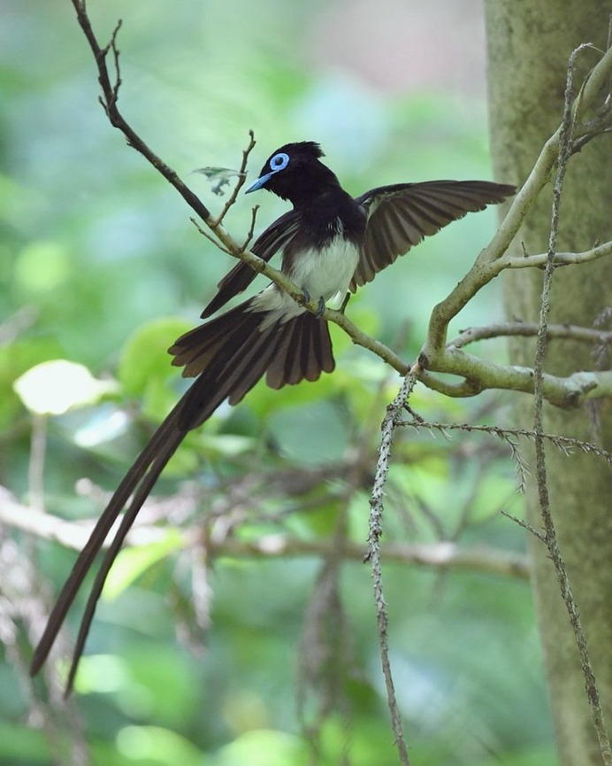 Birds of Japan: Beautiful Bird Photography by Hiroyuki Niimi