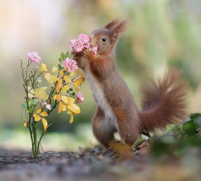 Amazing Wildlife Photos of European Squirrels by Julian Rad