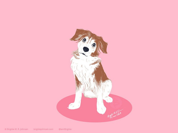 Border Collie Golden Retriever Mix