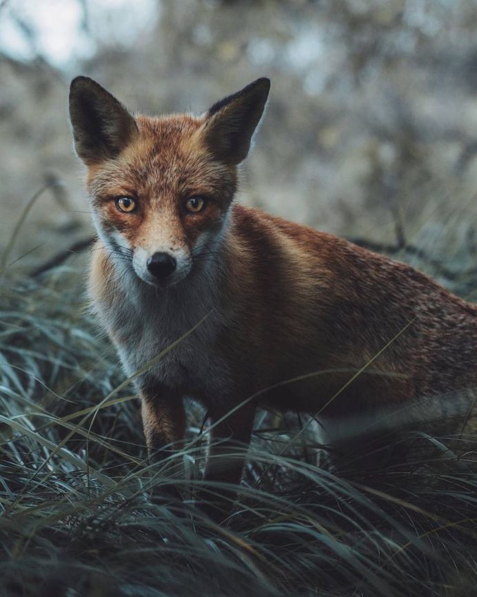 Dreamlike Animals Portrait Photography by Remo Jacobs