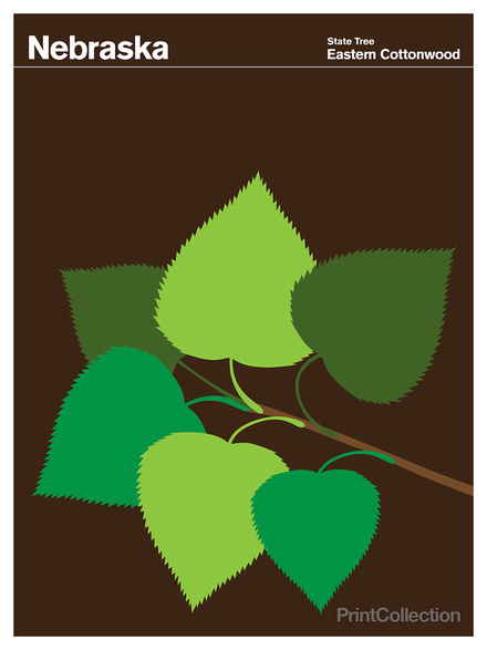 Nebraska #eastern #brown #cottonwood #green