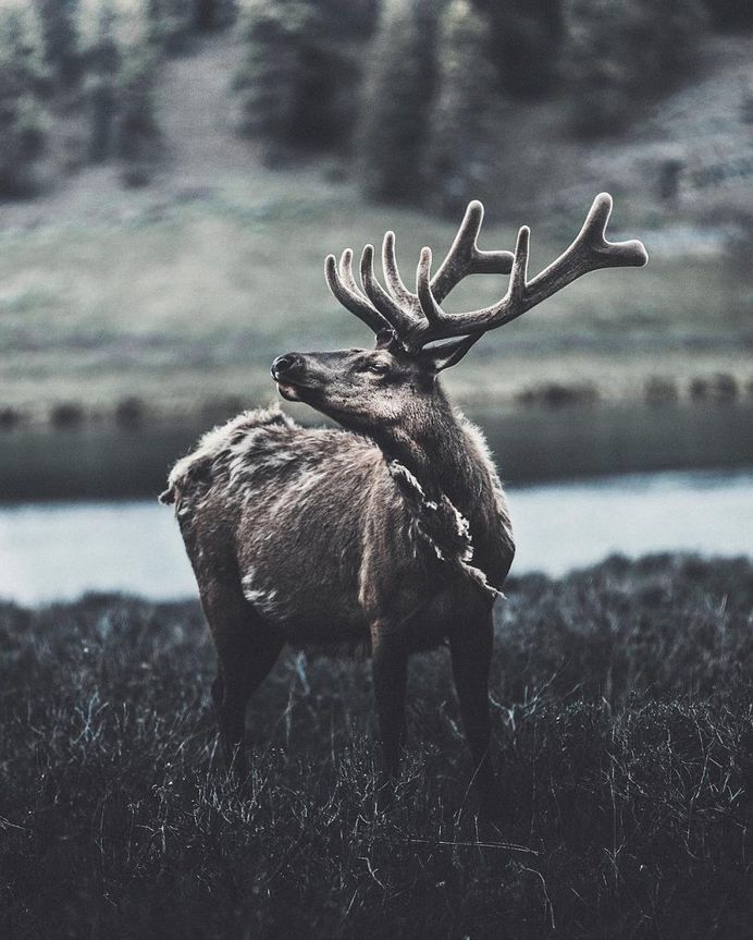 Breathtaking Portraits of Wild Animals by Donal James Boyd