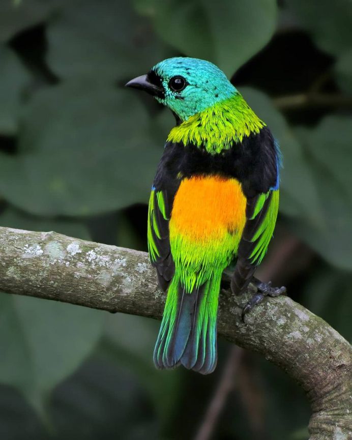 #kings_birds: Beautiful Bird Photography by Celso de Castro