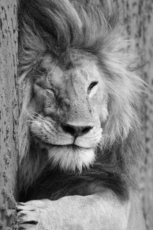 Total Relaxation - Lion #white #lion #relax #cat #black #king #photography #and #animal #chill #rest #beauty