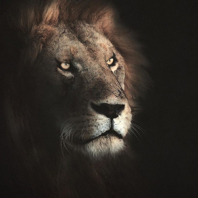 Dramatic Portraits of Wildlife Big Cats by Shaaz Jung