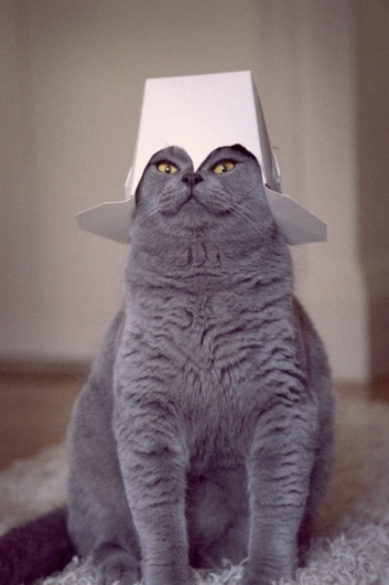east of eden #chinese #cat #food #grey