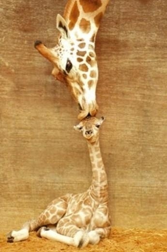 Search results for giraffe | 48500 | Wookmark #photo #spots #kissing