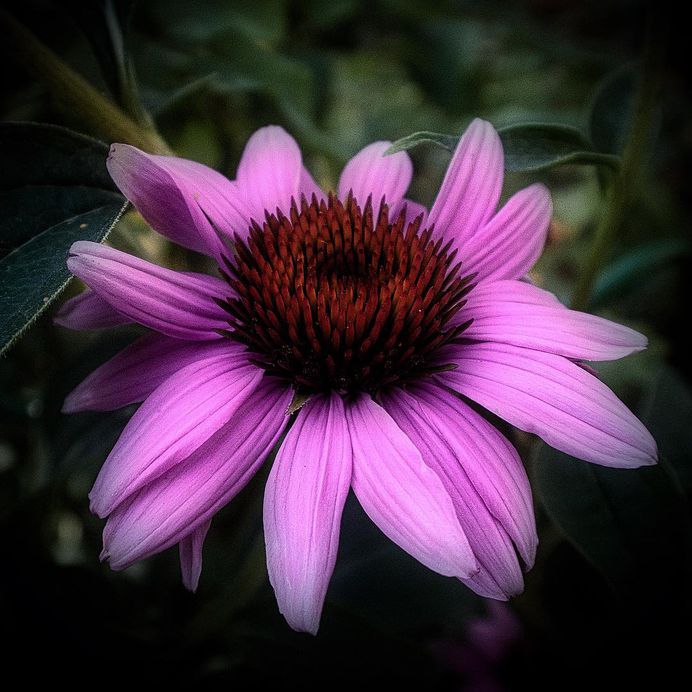 Breathtaking Beauty of Flowers: Close-Up Photography by Anne Wehner