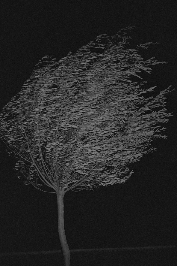 Thinking images : Photo #wind #tree #b&w #photography #blown