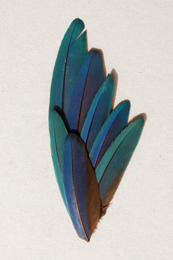 butdoesitfloat.com Images #feather #bird
