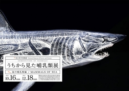 Composition of Mammals | Fubiz™ #anatomie