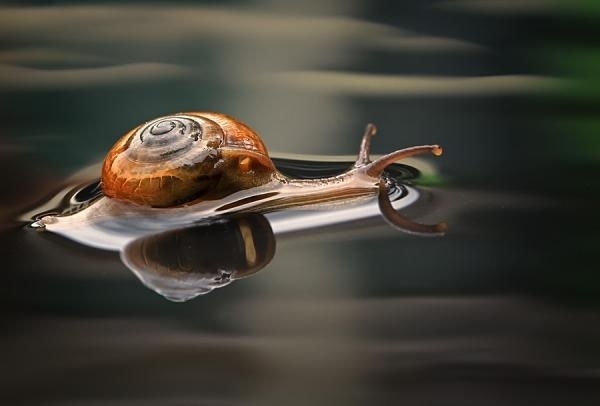 Amazing Macro Photography by Shikhei Goh | Cuded #amazing #goh #shikhei #photography #macro