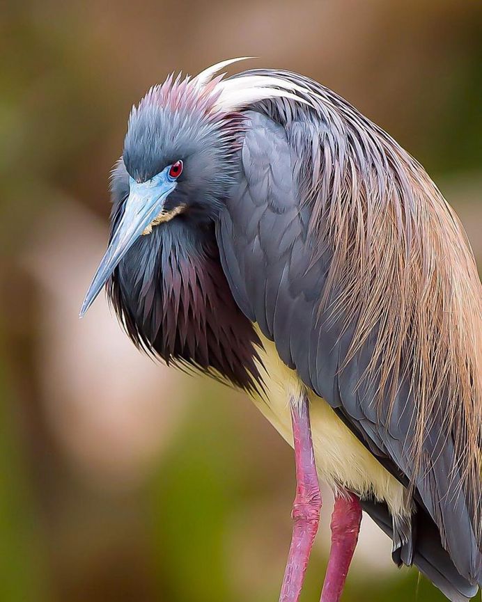 #birdsofinstagram: Fantastic Bird Photography by Jeffrey P Karnes