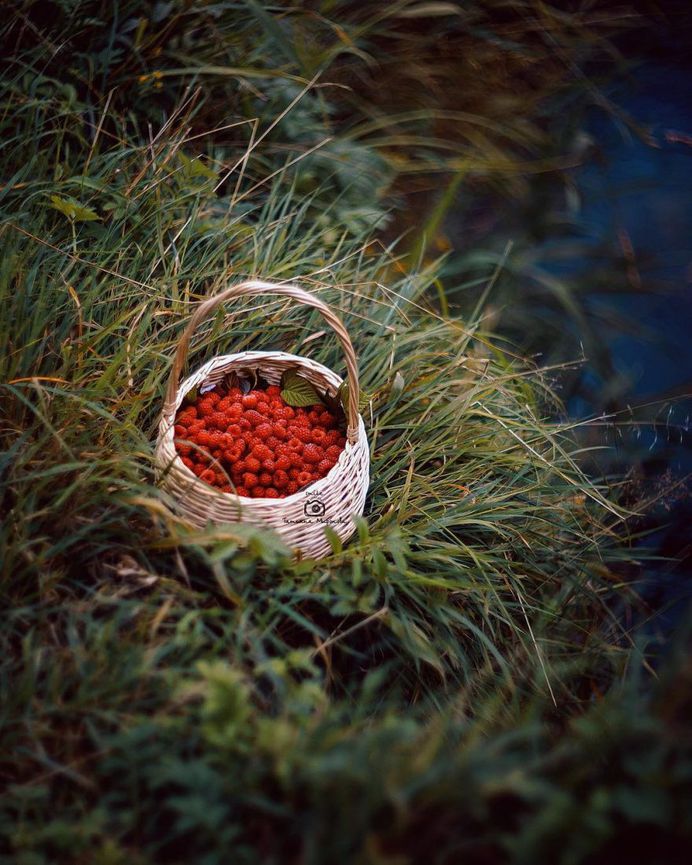 Fine Art Flowers Photography by Tatyana Mironova